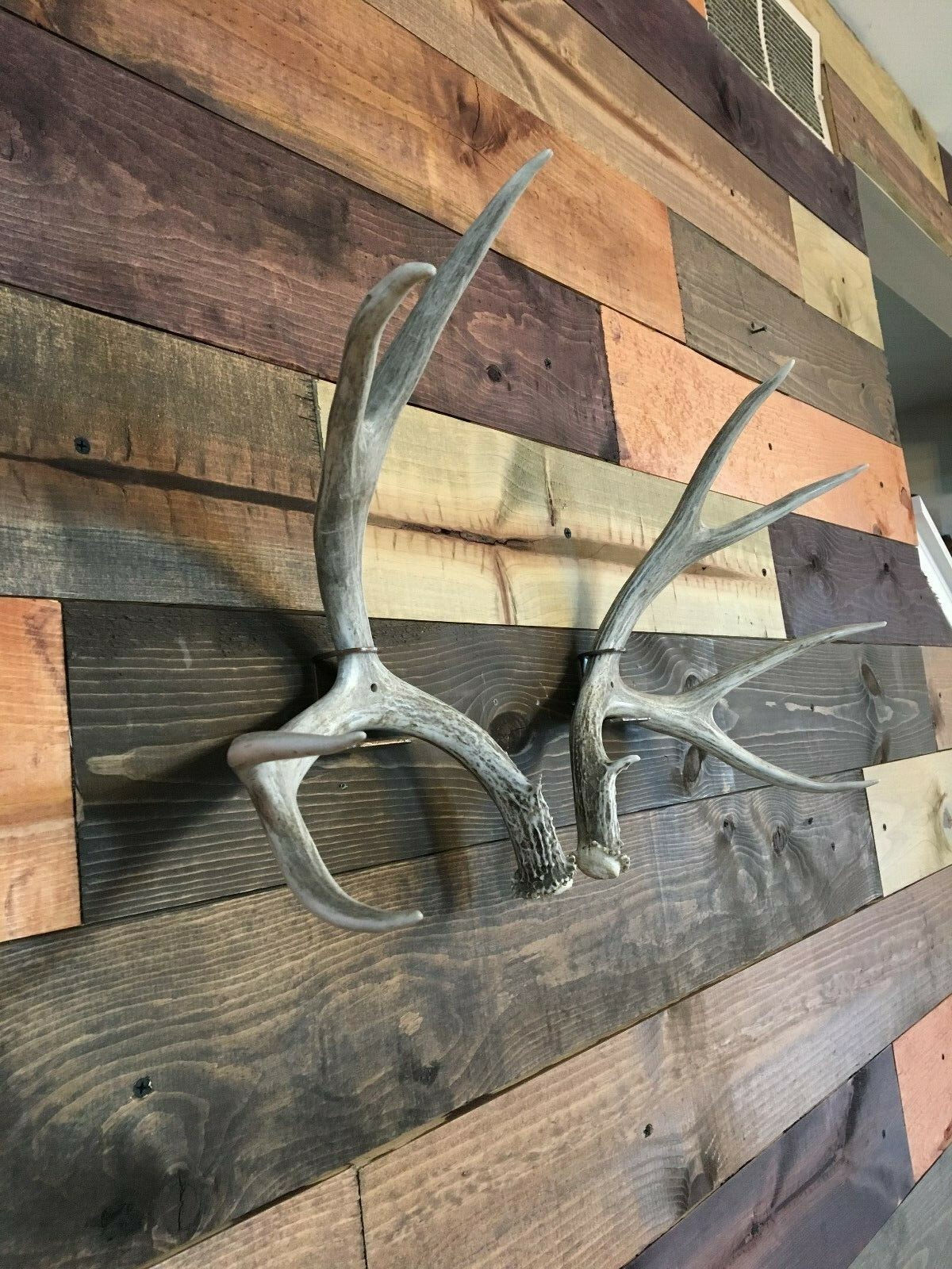 Amazeen Outdoors Shed Antler Mount Hanger Whitetail Mule Deer Sheds Bone Skull