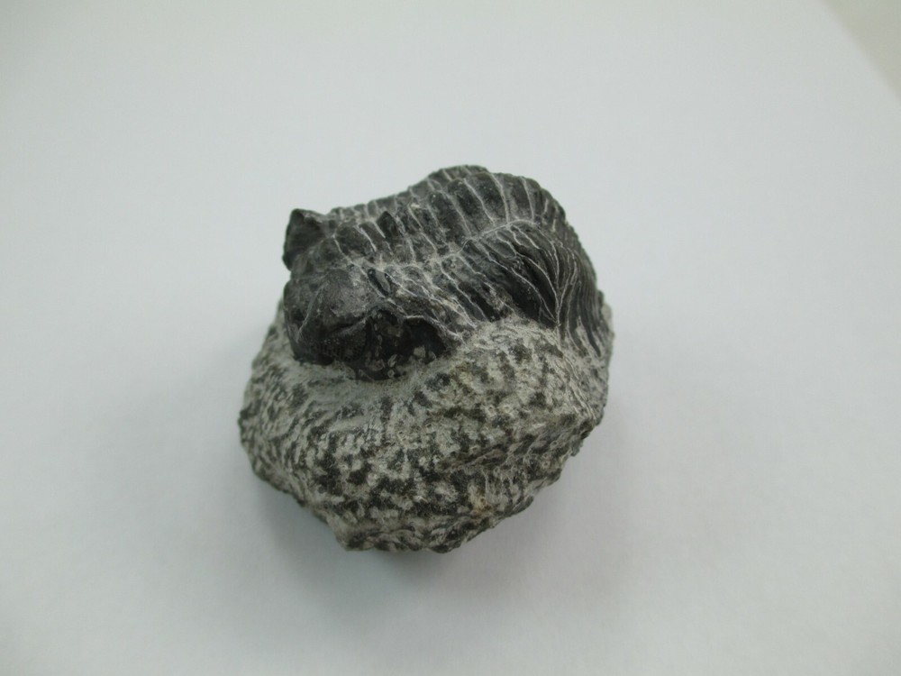 Trilobite Fossil Authentic? 008F
