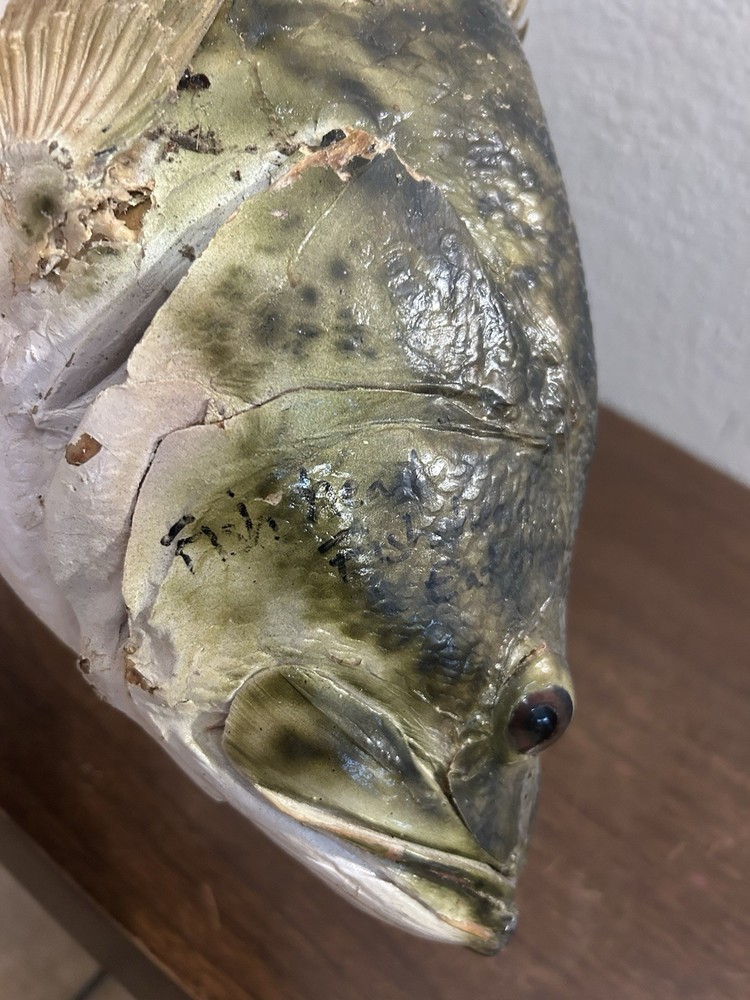 20” Large Bass Fish Mount
