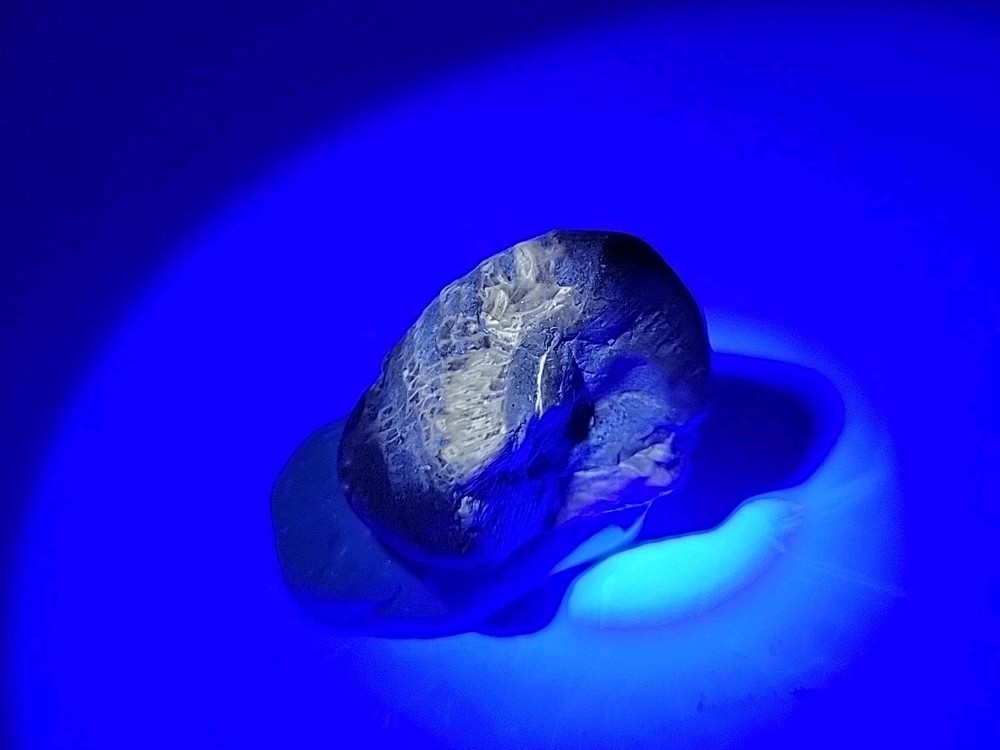Egg Fossil Permineralized