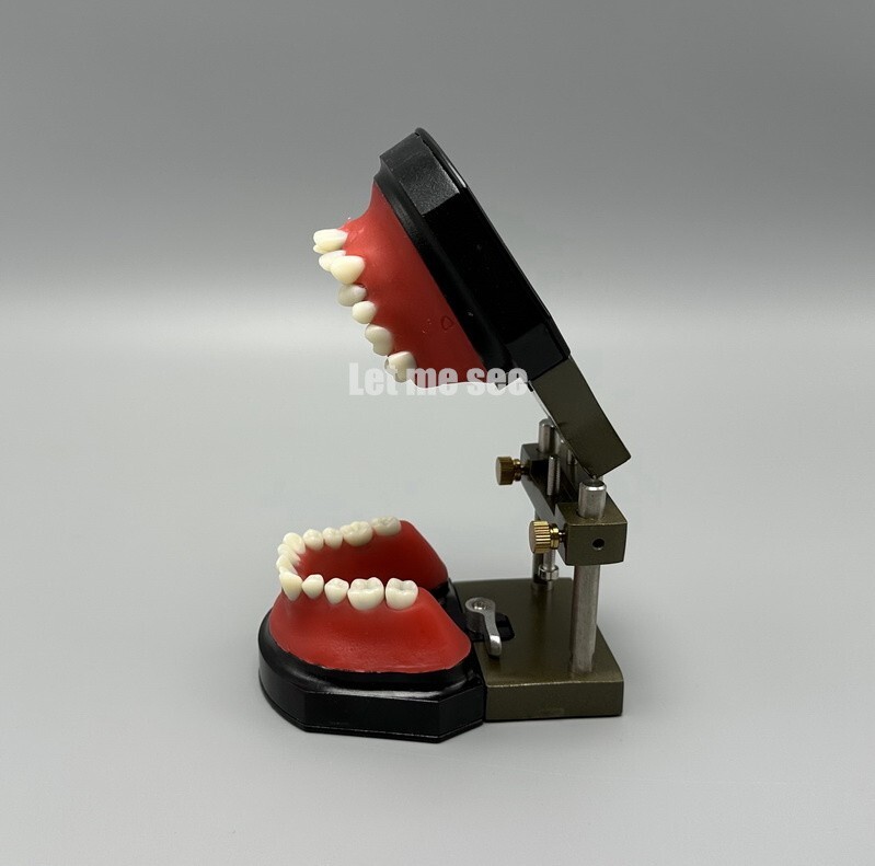 1set Dental Orthodontic Simulator Training Teeth Model Typodout Model