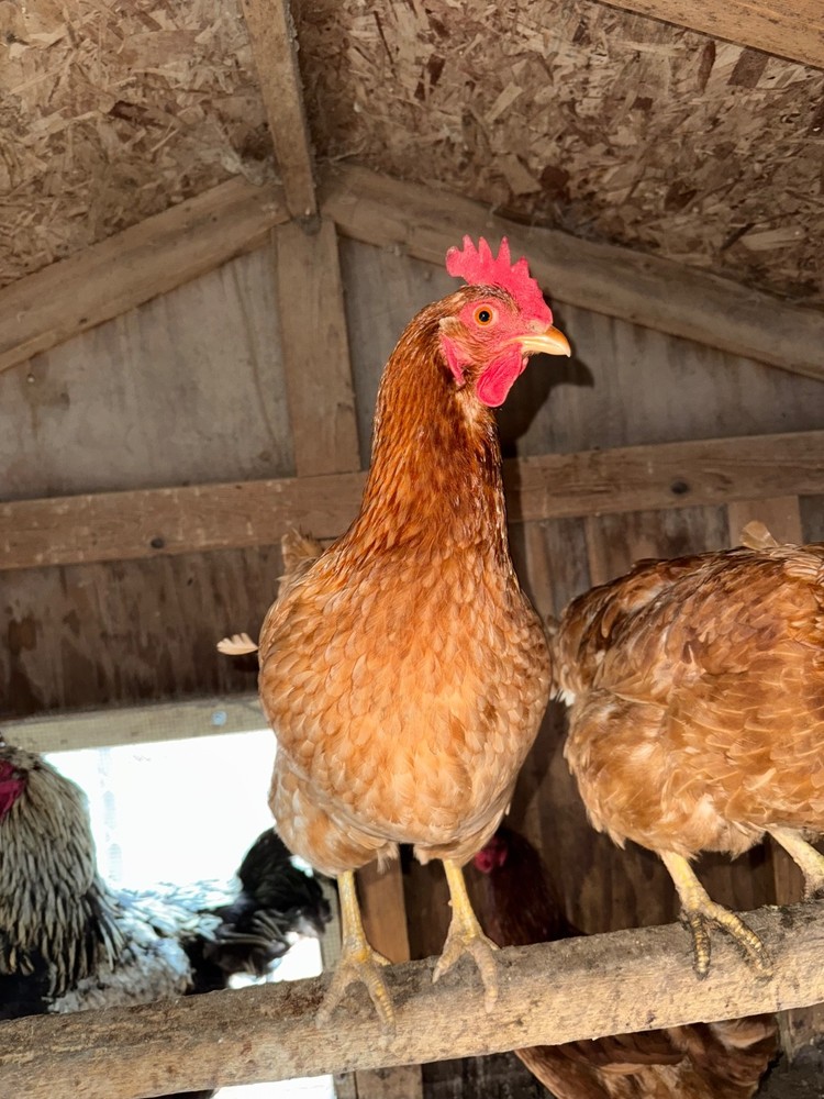 chicken hatching eggs barnyard mix