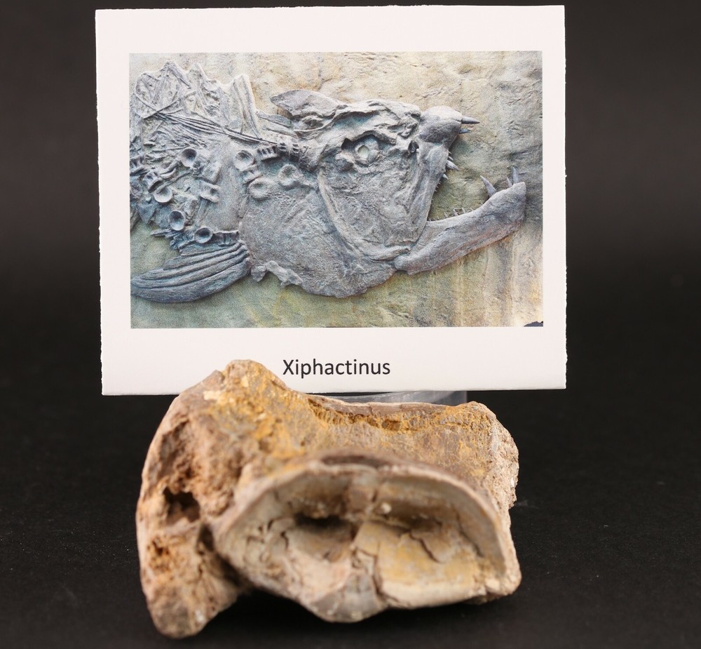Fossil Fish Xiphactinus Large Vertebra Certaceous Kansas COA #3314