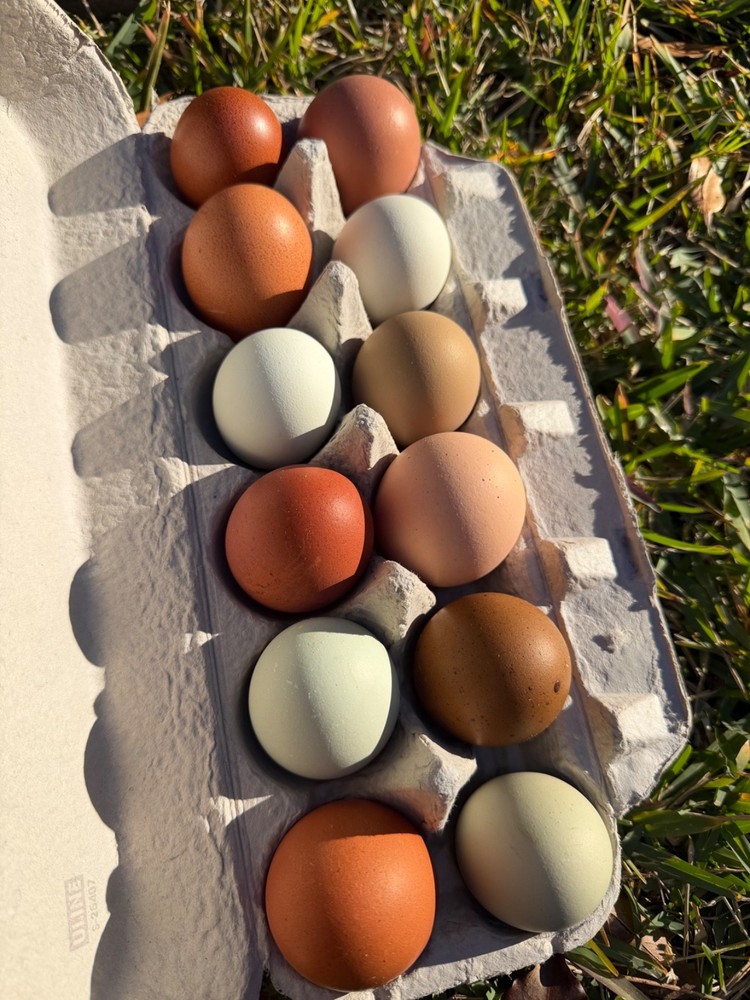 CHASING THE RAINBOW - 12 Olive Egger Hatching Eggs NPIP Certified, AI clean