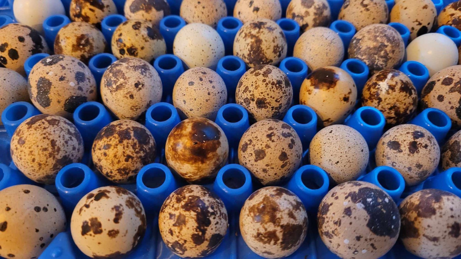 TOF Complete Coturnix Quail Cage System -- Just add quail!