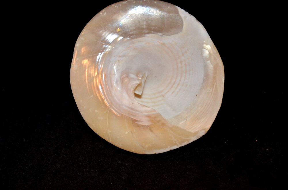 Polished Pearled Tectus (Trochus) Niloticus - 2 1/2"
