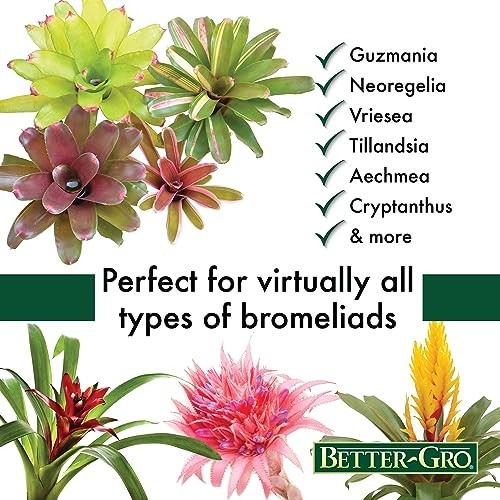 Bromeliad Blend 8 Quart