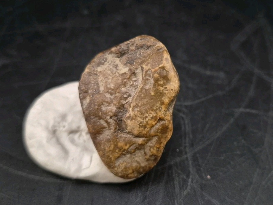 Real Permineralized Reptile Egg Fossil