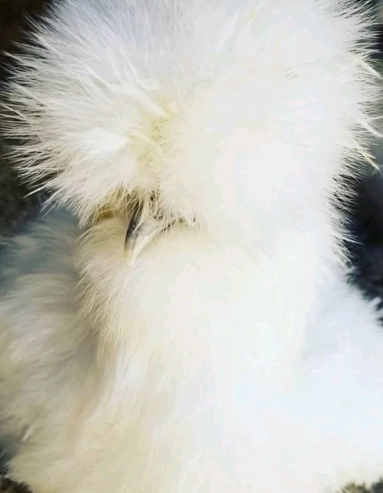 12+Bantam Silky Hatching Eggs Npip Cert