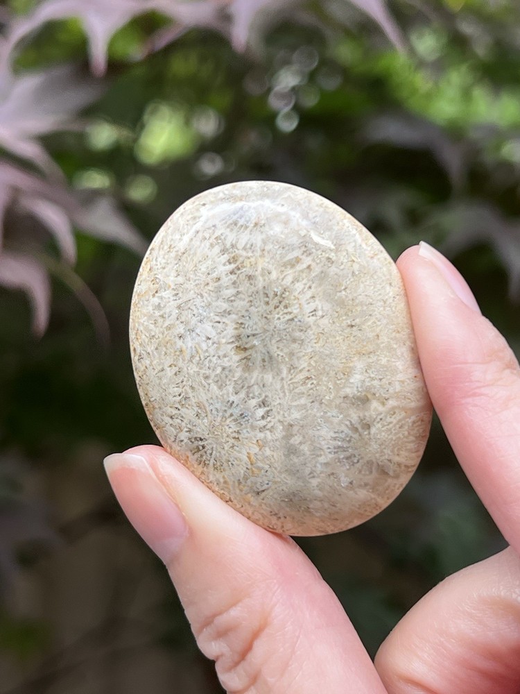 Fossilized Coral Crystal Palmstone AAA+ 39