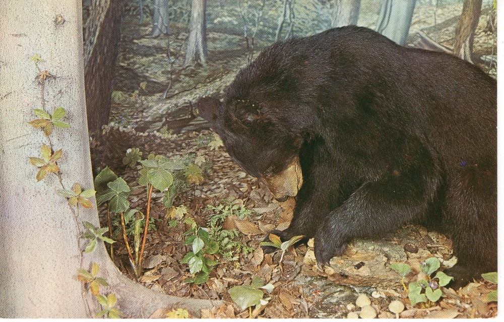 AN OHIO BLACK BEAR - PC4716