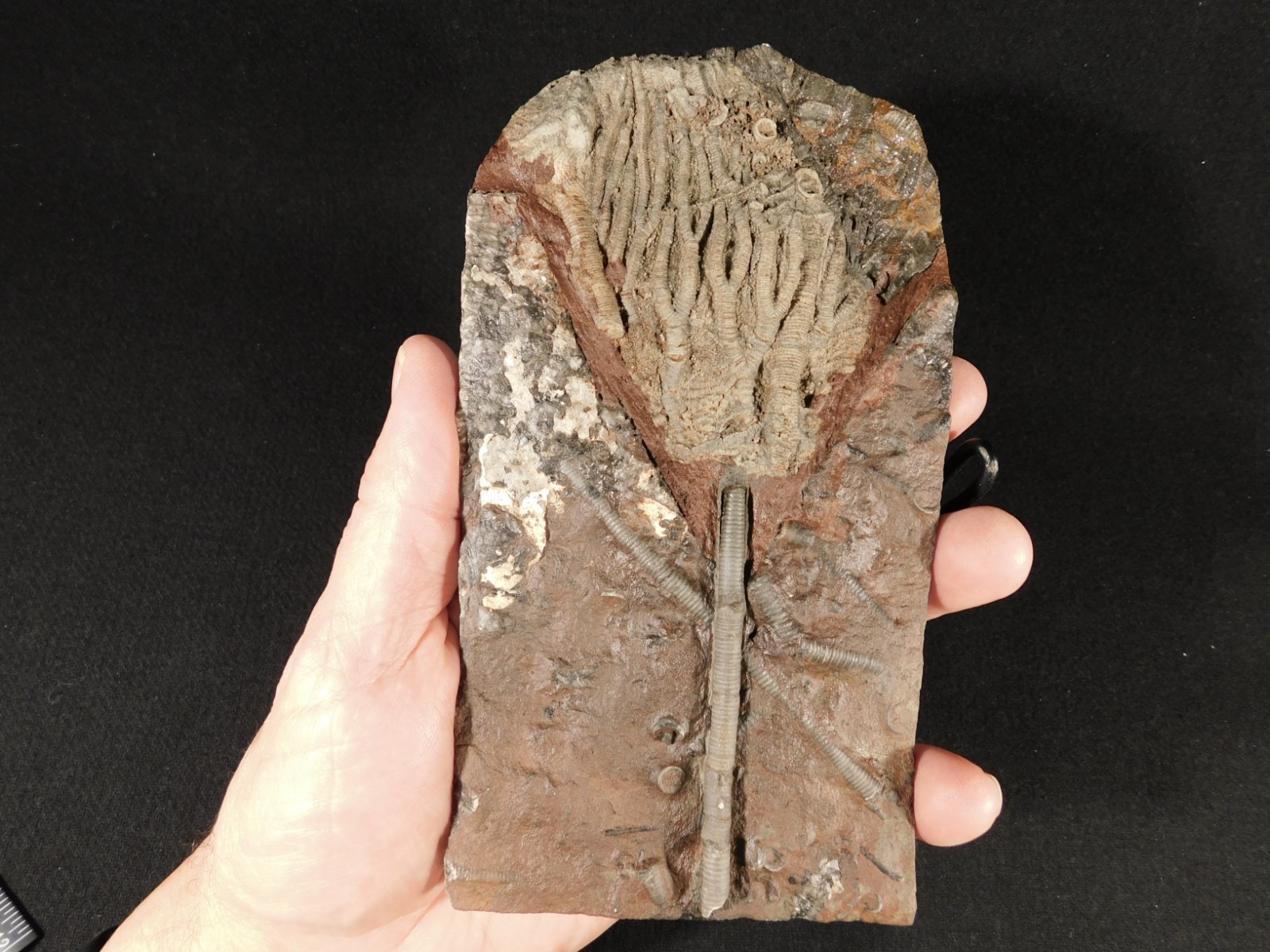 430 Million Year Old! CRINOID Fossil or Sea LILY Fossil Morocco 505gr