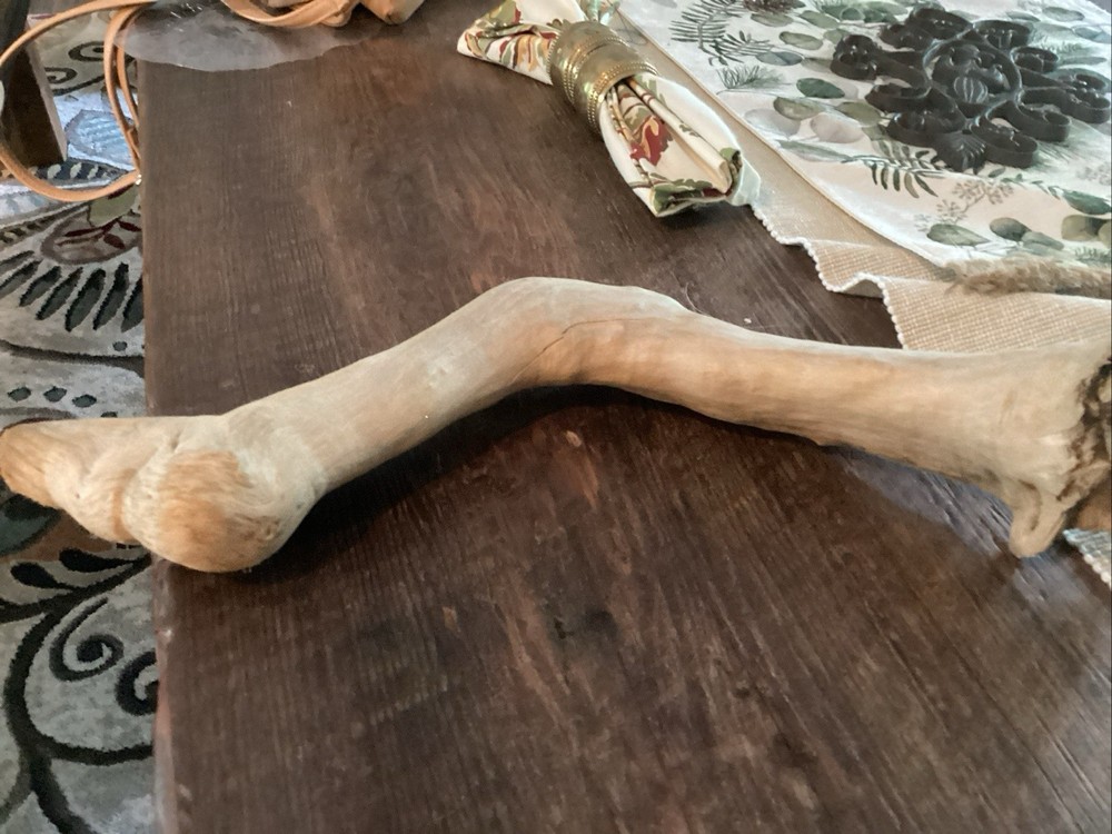 Mammoth Bone