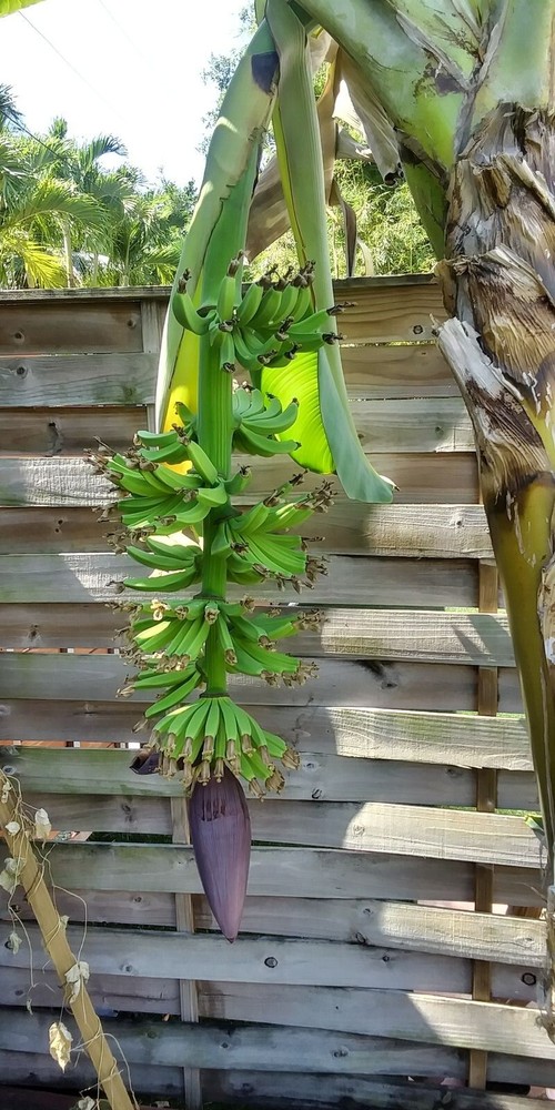 Musa - Dwarf Cavendish - Banana Tree