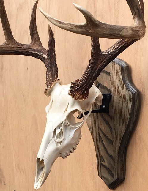 Rack Attach European Mount Plaque Kit, skull mount, wall hanger hook