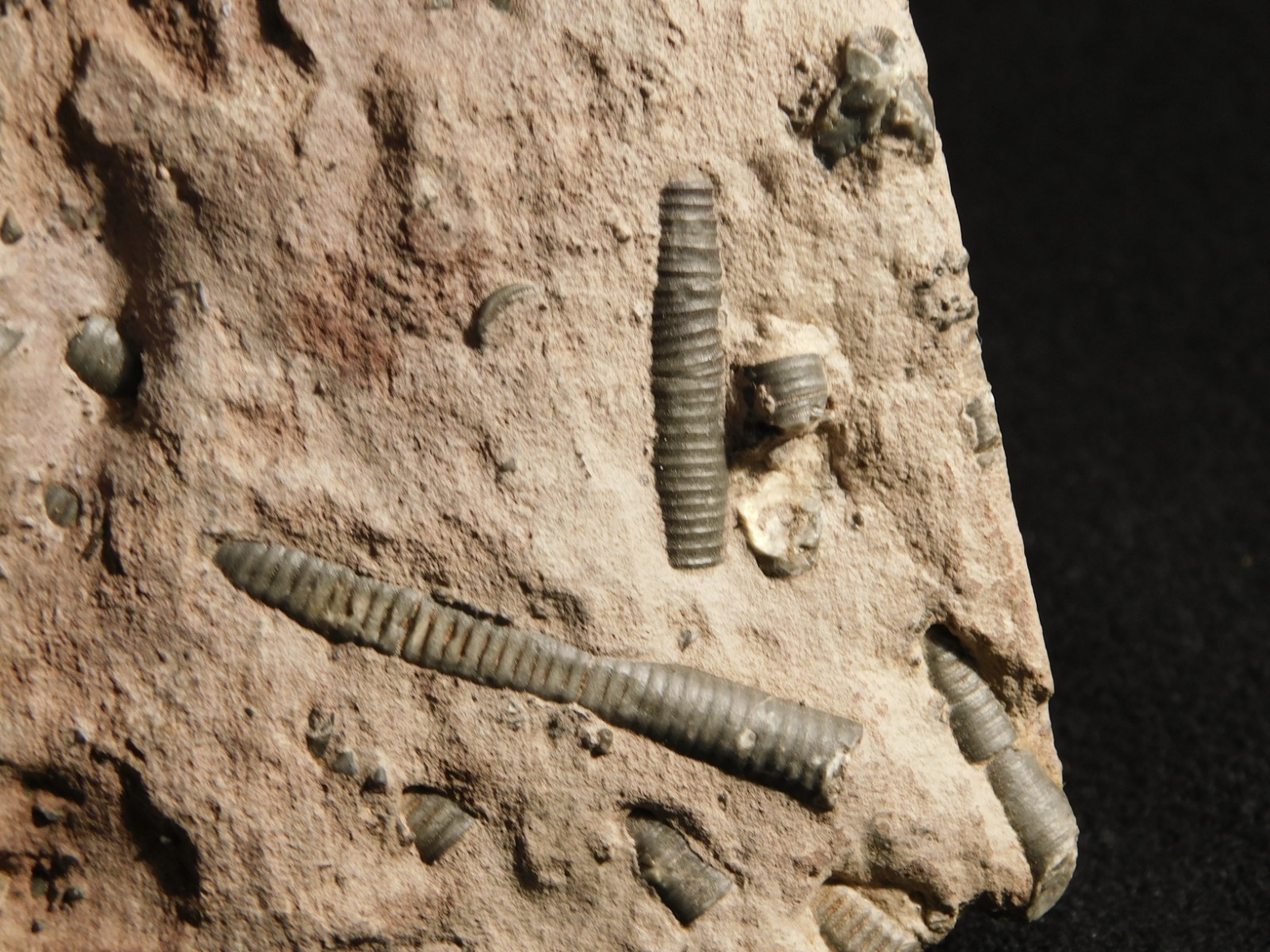 430 Million Year Old! CRINOID Fossil or Sea LILY Fossil Morocco 669gr