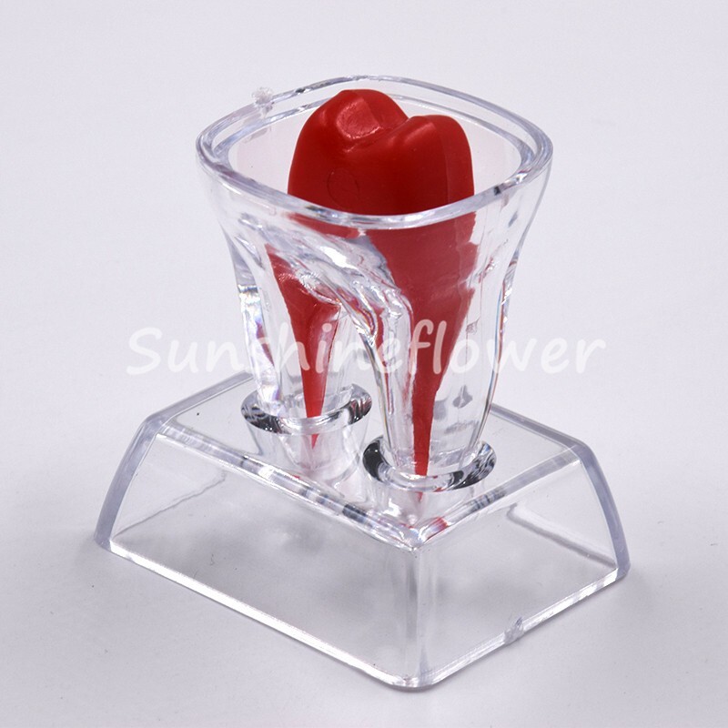 2X Dental Crystal Base Teeth Model Hard Plastic Teaching Demonstration Separable