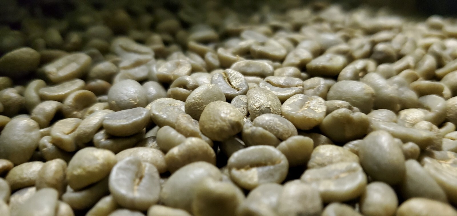 5 LB COSTA RICA, COSTA RICAN, UNROASTED GREEN COFFEE BEANS FIVE POUND - ARABICA