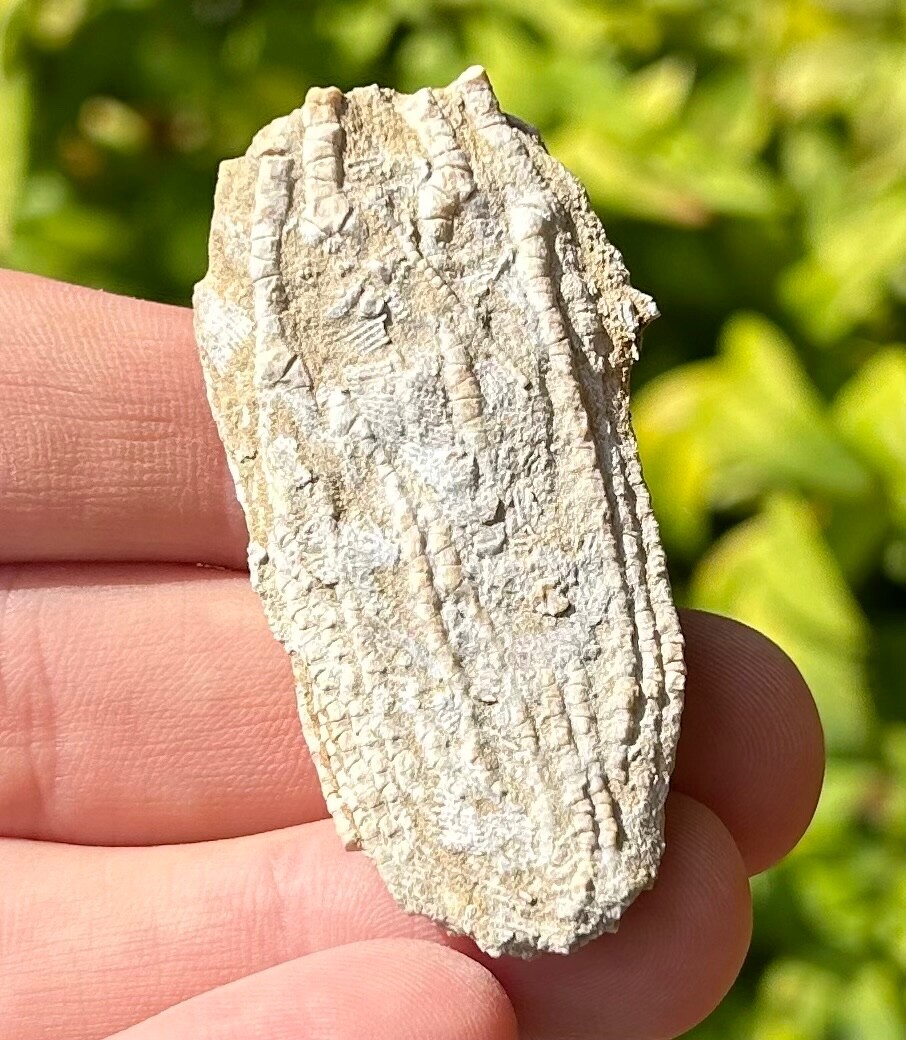 Alabama Fossil Crinoid Aphelecrinus randolphensis Bangor Limestone Formation