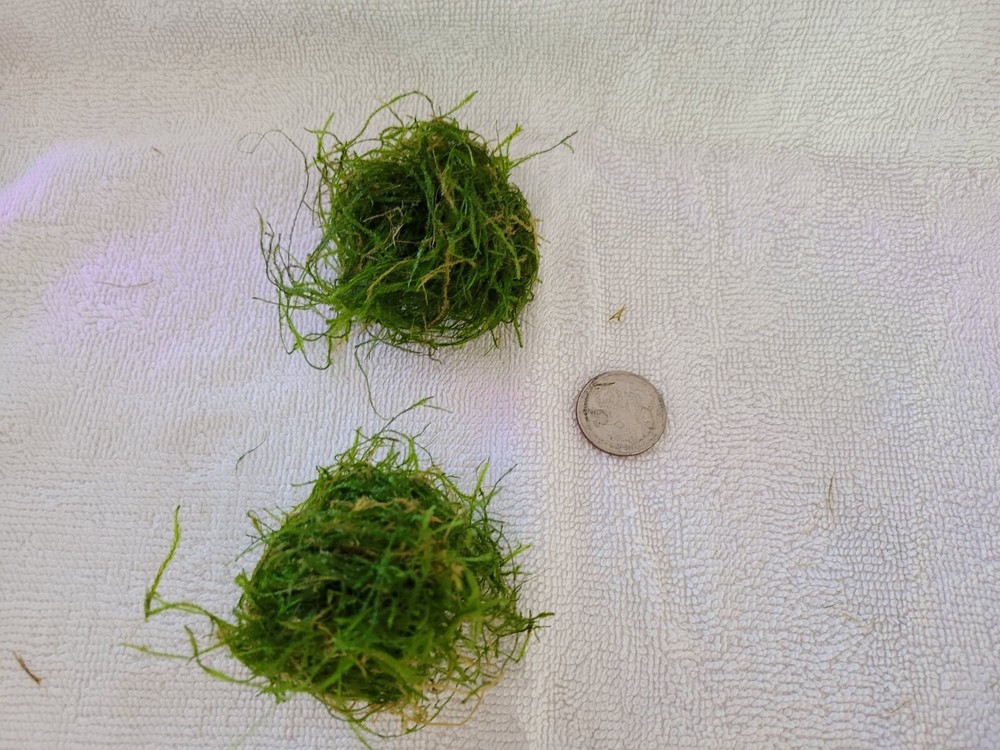 High Quality Java Moss (BUY 2 GET 1 FREE Combined Shipping) Softball Portion
