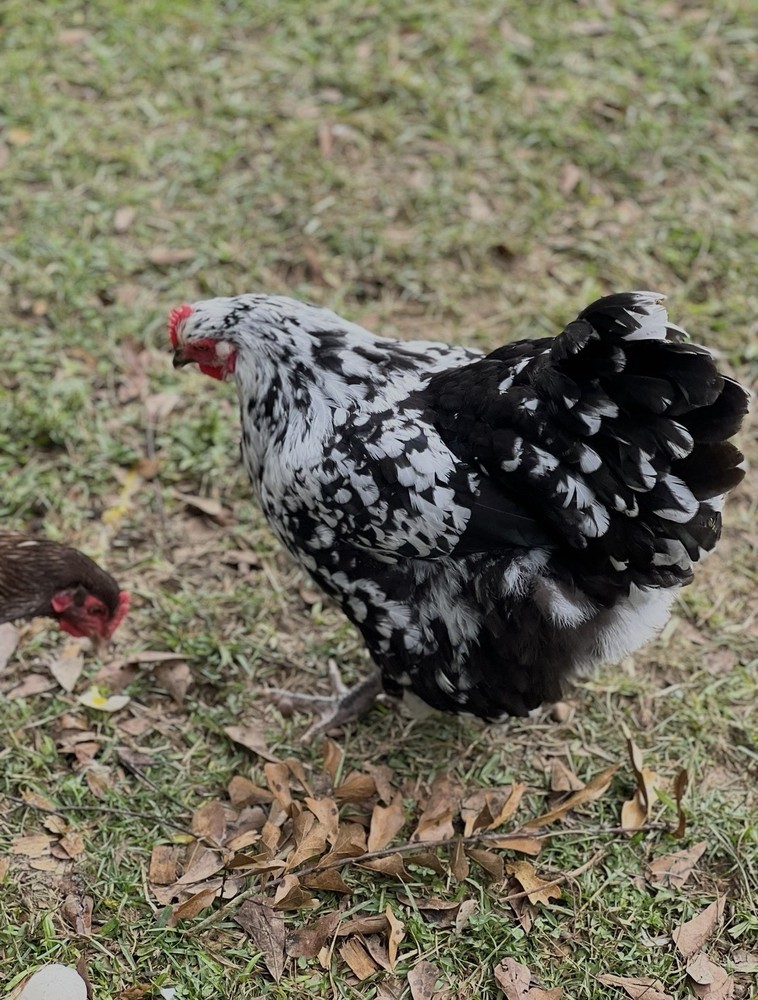 6 Black Mottled Orpington Hatching Eggs- Split To Chocolate