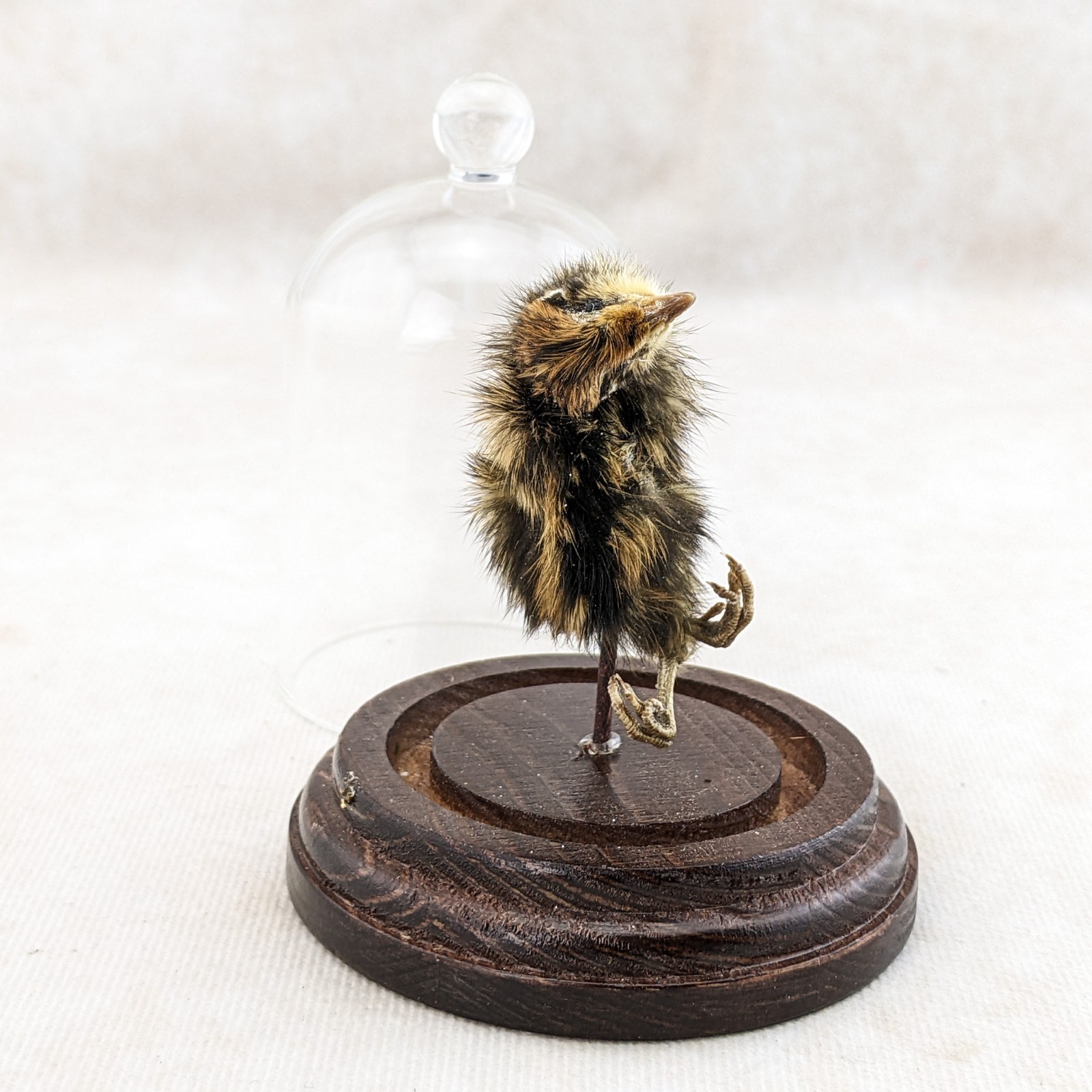 Dancing Quail Chick showcased in Glass Dome Display Taxidermy curiosity decor