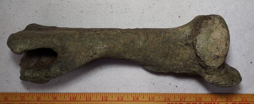 Bison Right Humerus Bone Fossil from Ice Age