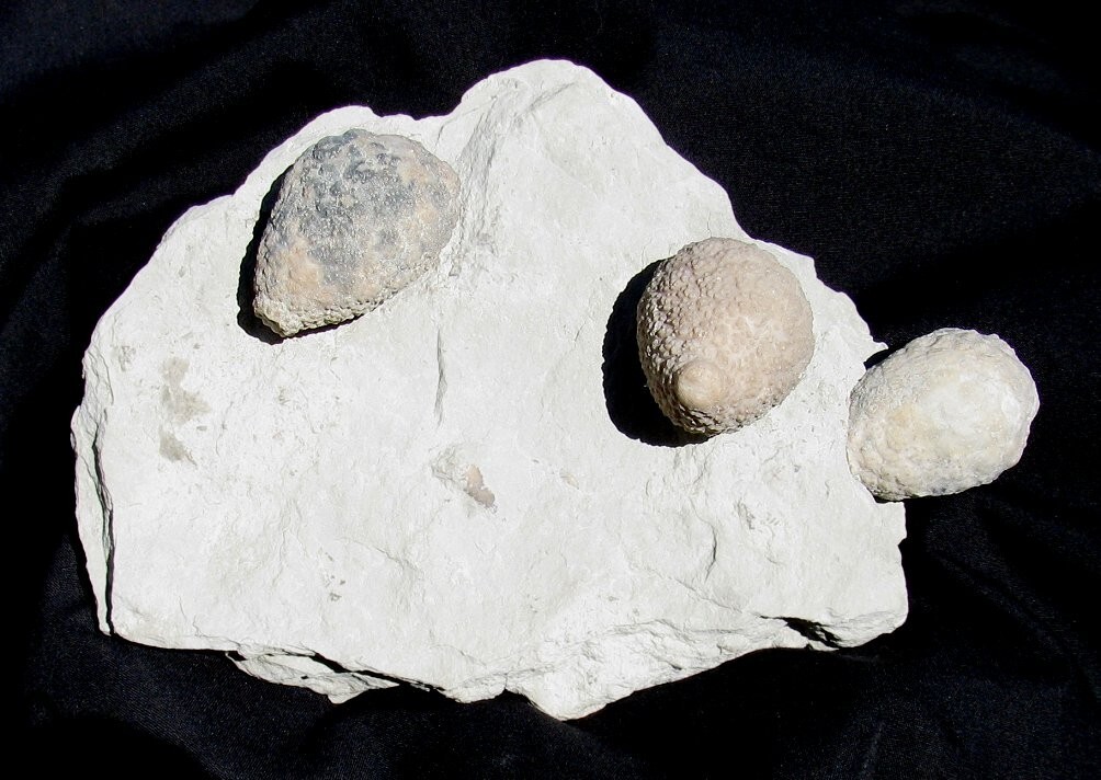 LARGE PLATE WITH THREE BEAUTIFUL HOLOCYSTITES CYSTOIDS, INDIANA - GREAT DETAIL!