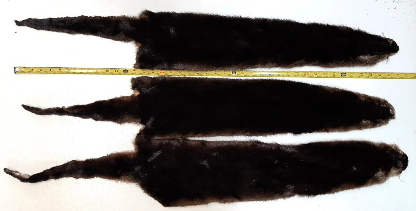 River Otter, Lontra canadensis-Premium Grade