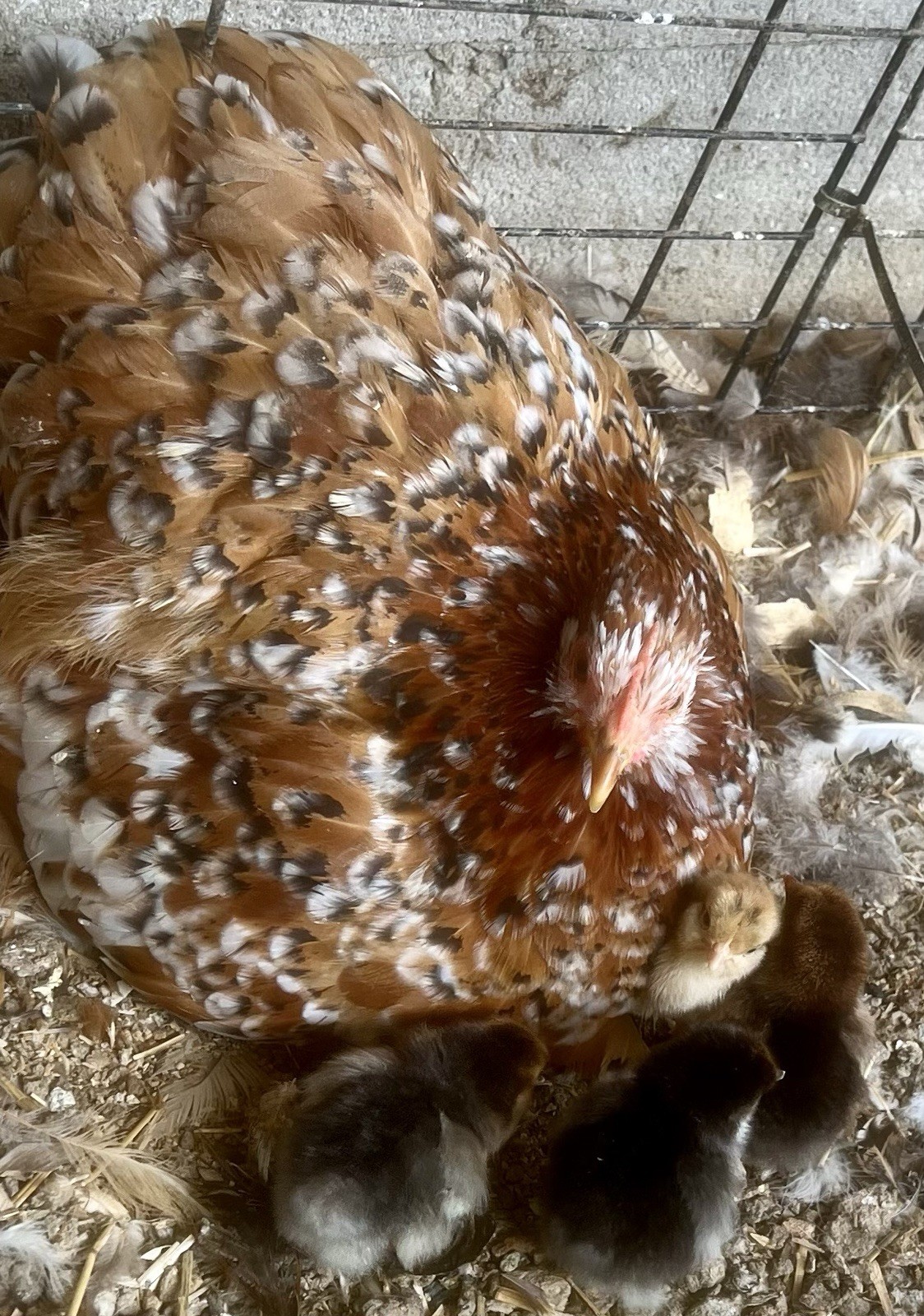 Dozen Mille Fleur Bantam Cochin Eggs