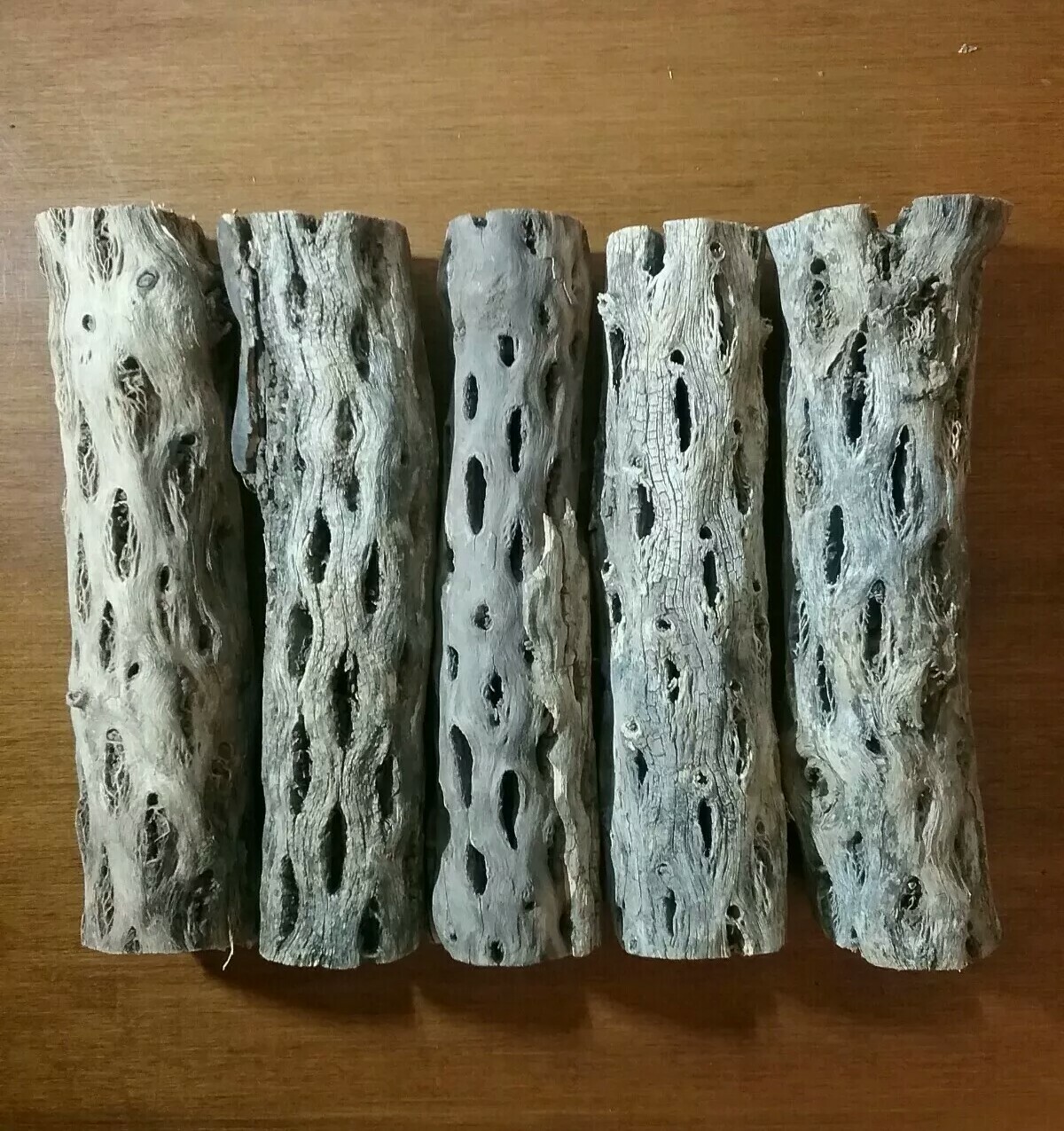 5 THICK pieces of 6" inch CHOLLA Wood Cactus | Fish, Shrimp Aquarium | Crafts!
