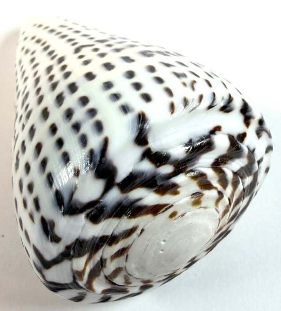 LARGE Conus leopardus 99.5mm Leopard Cone Shell Large Bold spotted pattern