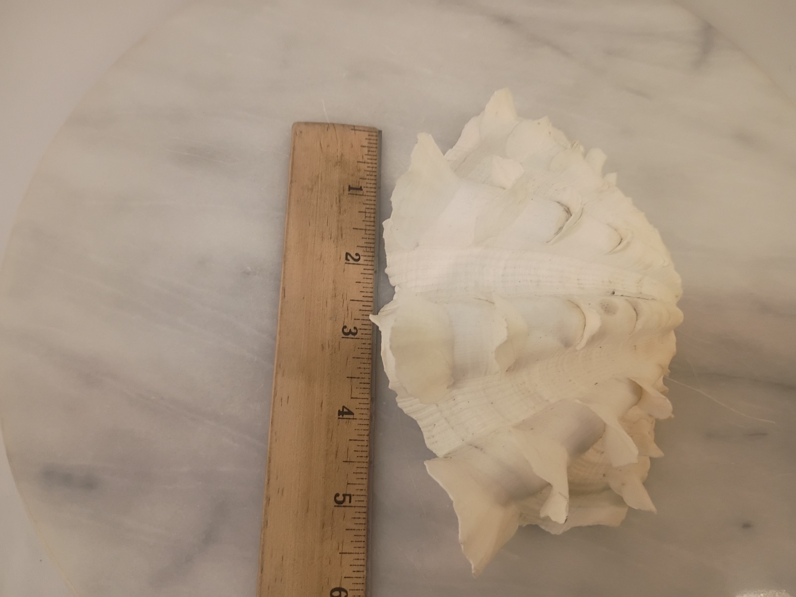 Whole TRIDACNA SQUAMOSA Fluted Clam Shell 5.75" x 4 1/4" White