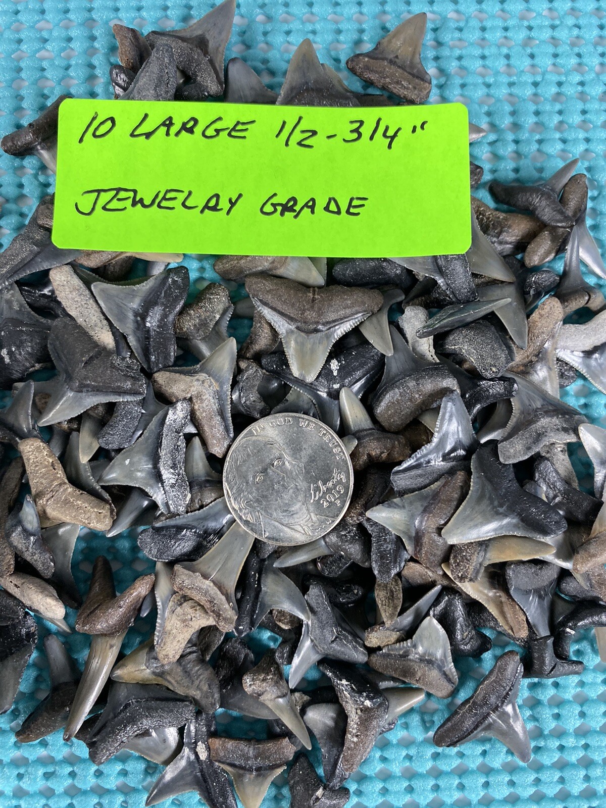 150 Piece Shark Teeth / Fossil Starter Kit From Venice Florida