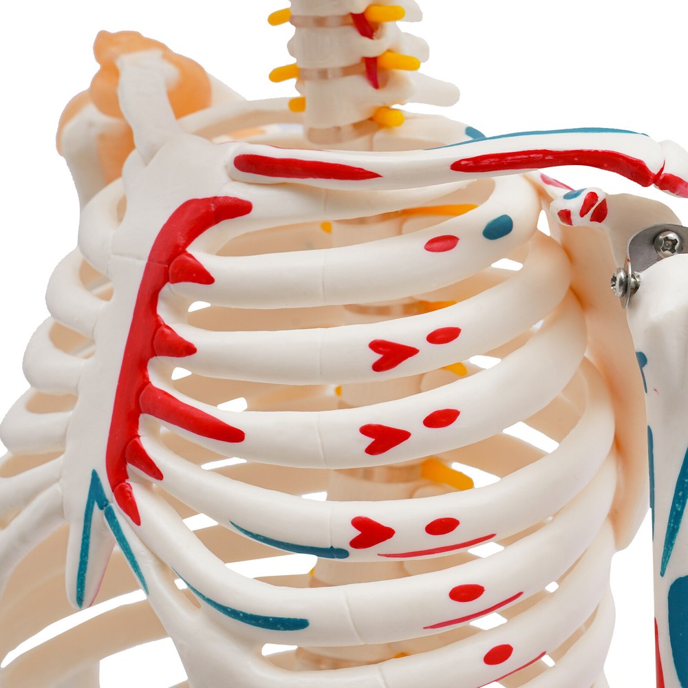 Human Skeleton Model, 34" Half Life Size Skeleton Model with Spinal Nerves