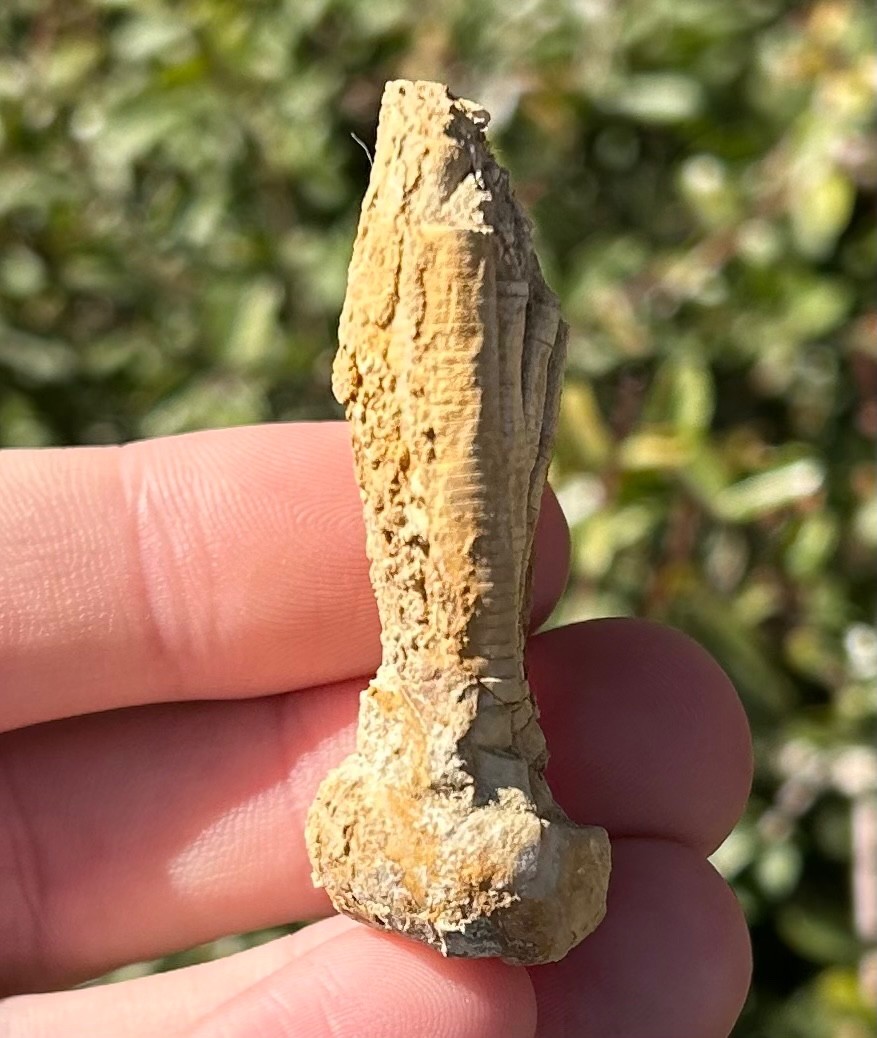 NICE Fossil Crinoid Phanocrinus bellulus Alabama Bangor Limestone Formation