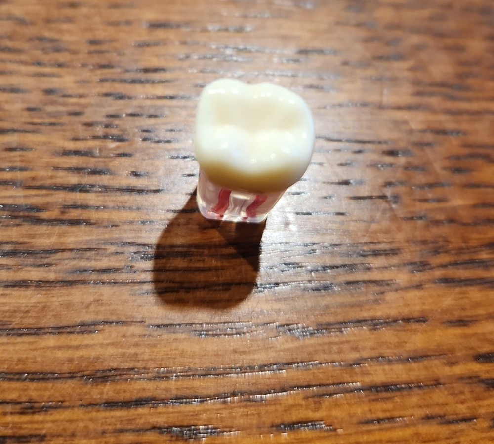 Dental Transparent Root Canal Study Model