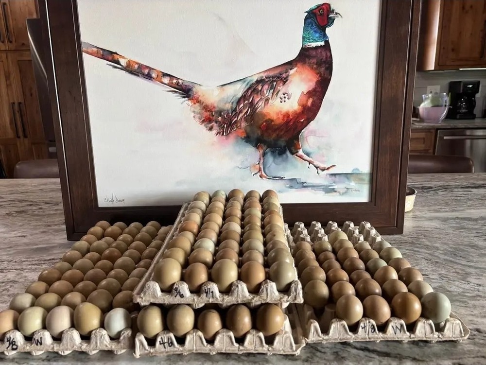 Ringneck pheasant eggs - 12