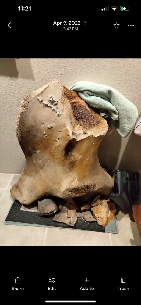 Large Mammal Fossil Bone Specimen