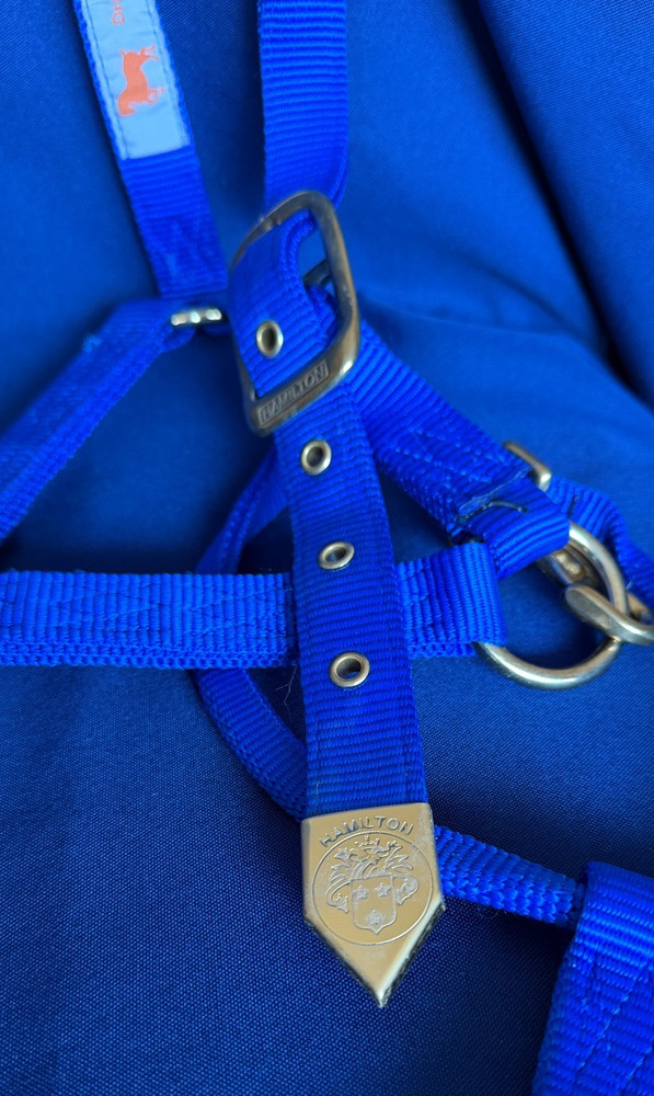 Draft Sized Hamilton Horse Halter - Royal Blue