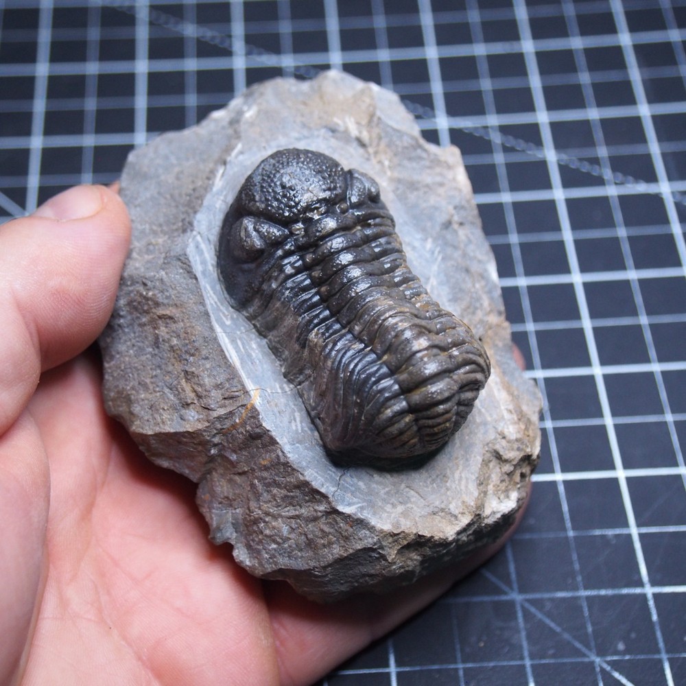 Morocops Trilobite Devonian Trilobiten Arthropods