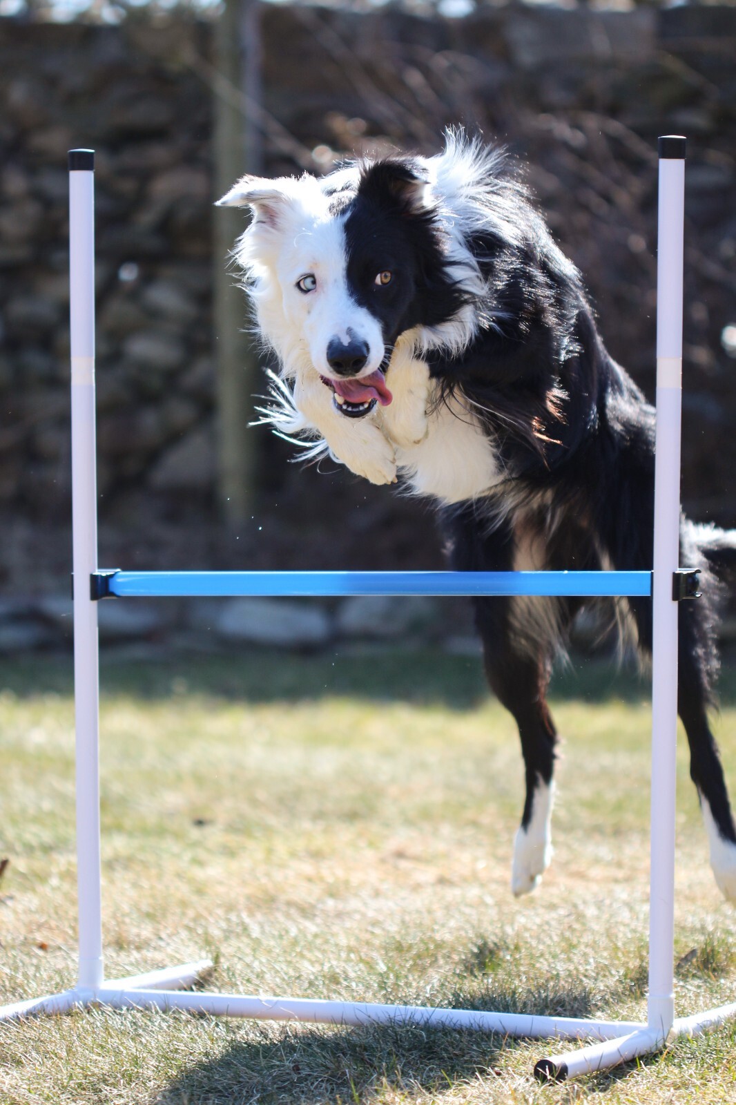 Better Sporting Dogs Single Dog Bar Jump- 0222-1