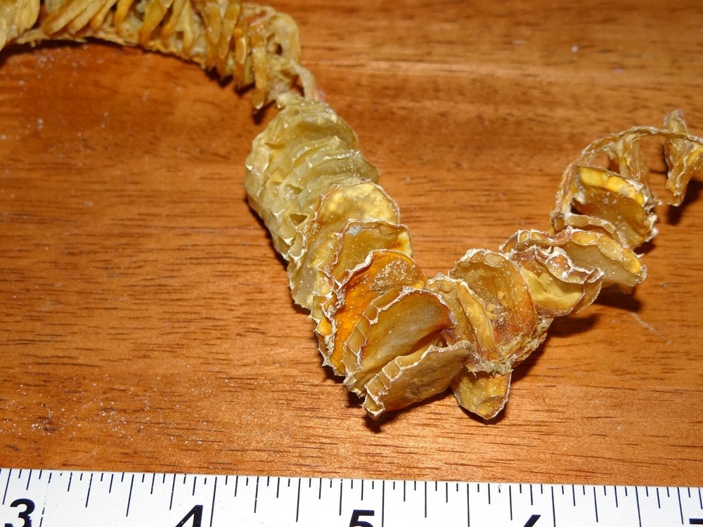 Whelk Egg Case Casing Natural Specimen - Nautical Sea Shell/Beach Decor