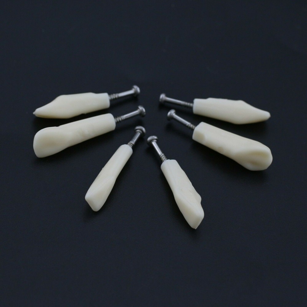 28 Screw-in Teeth Dental Typodont Model Replacement Practice Study Tooth Model