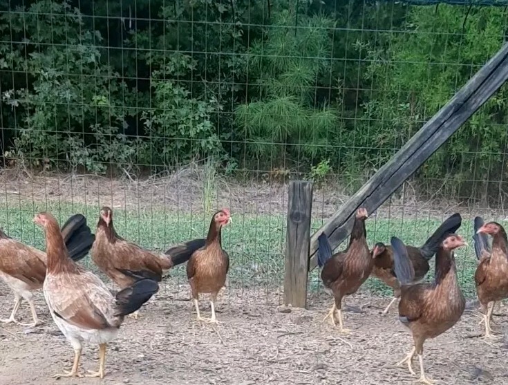 12 Chicken Hatching Eggs
