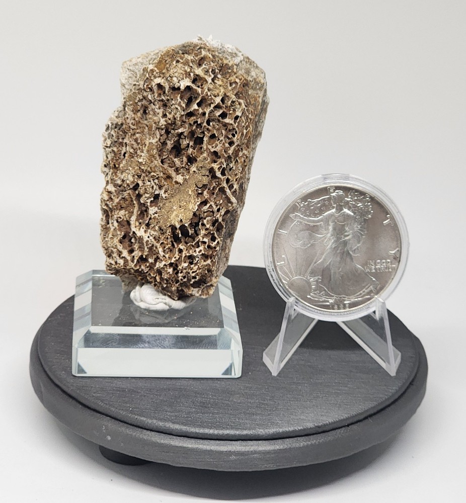 Mammoth Fossil Cranium Bone