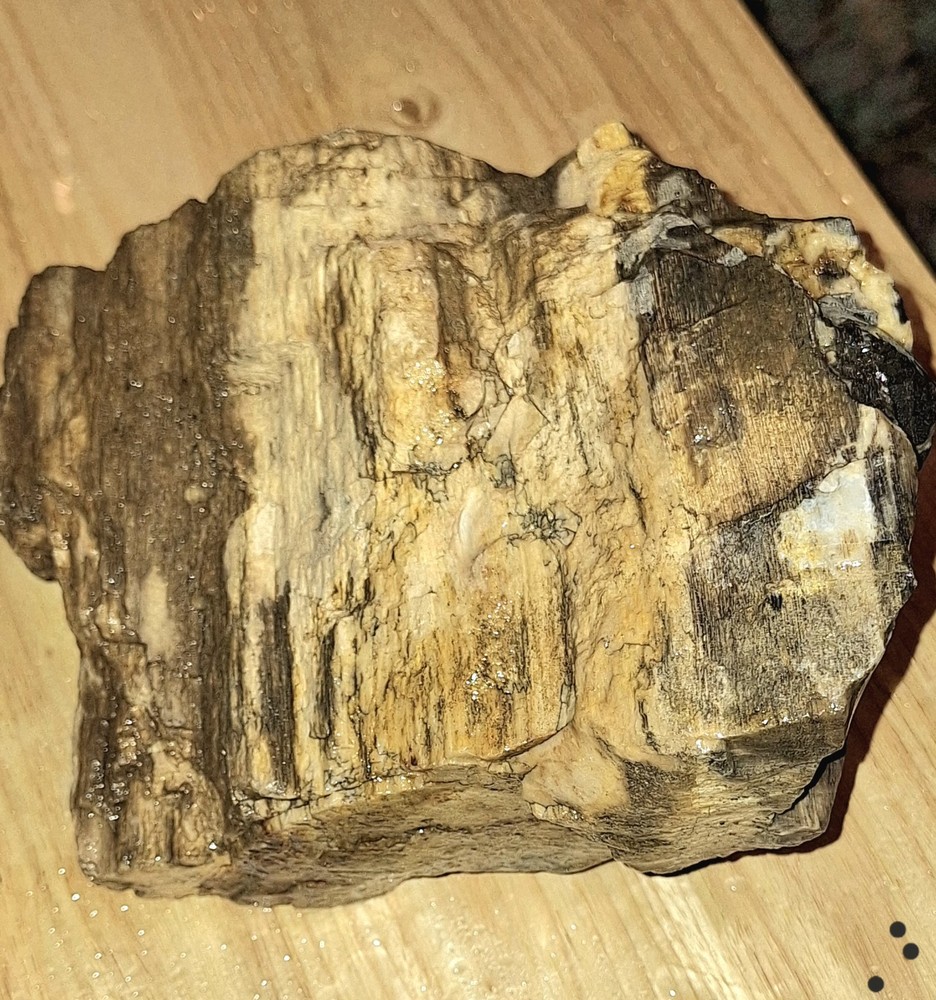 petrified wood log
