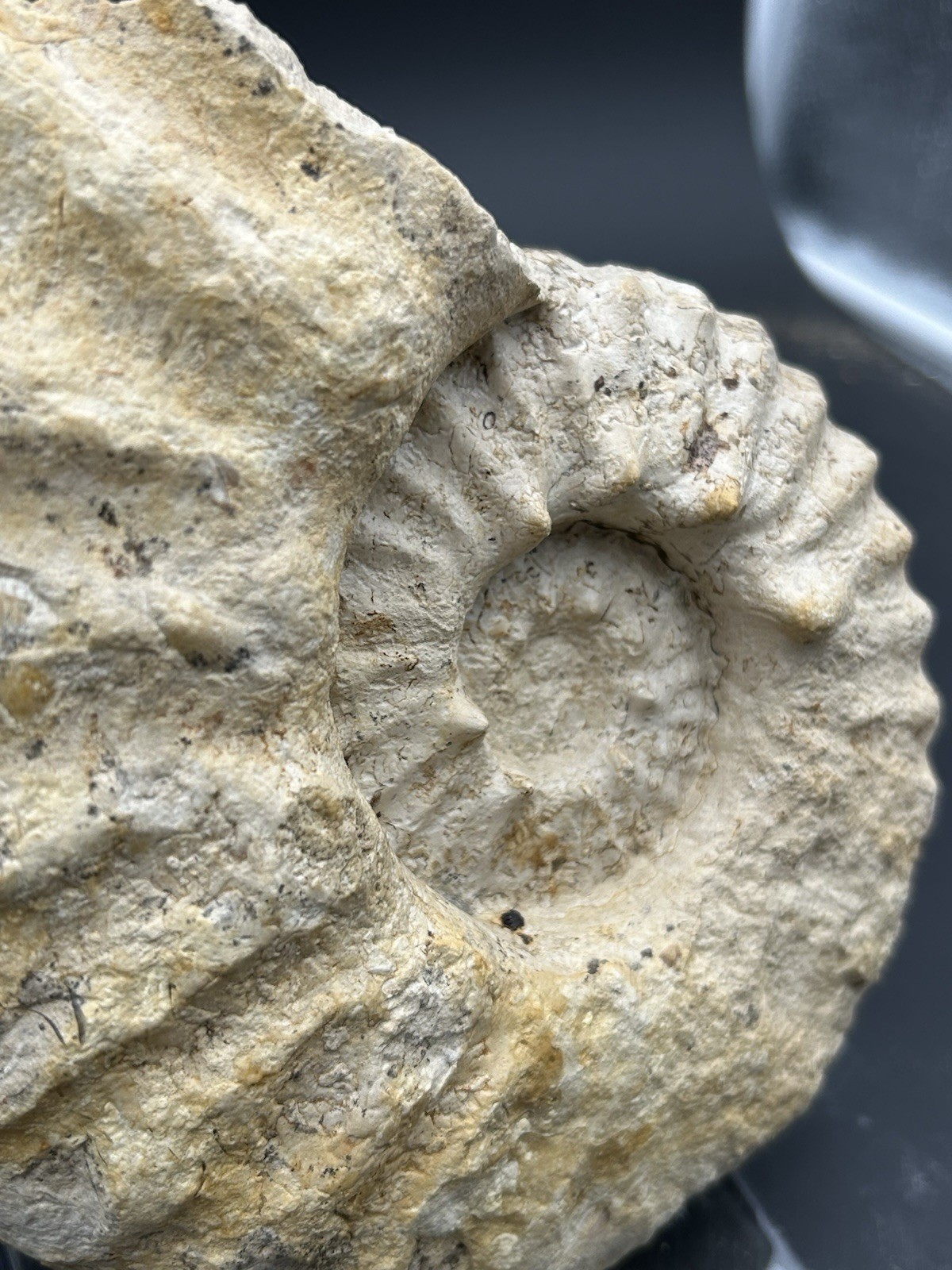 SUPERB 7.5” Cretaceous Mortoniceras Sp.Texas Fossil Ammonite!CRAZY Oyster Party!