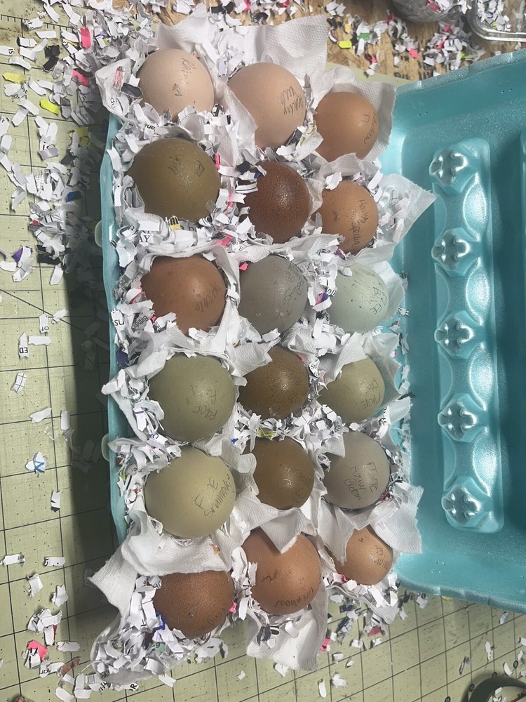Hatching Eggs OLIVE 10+2 extra EE Marans Olive / Mint / Sage Cross