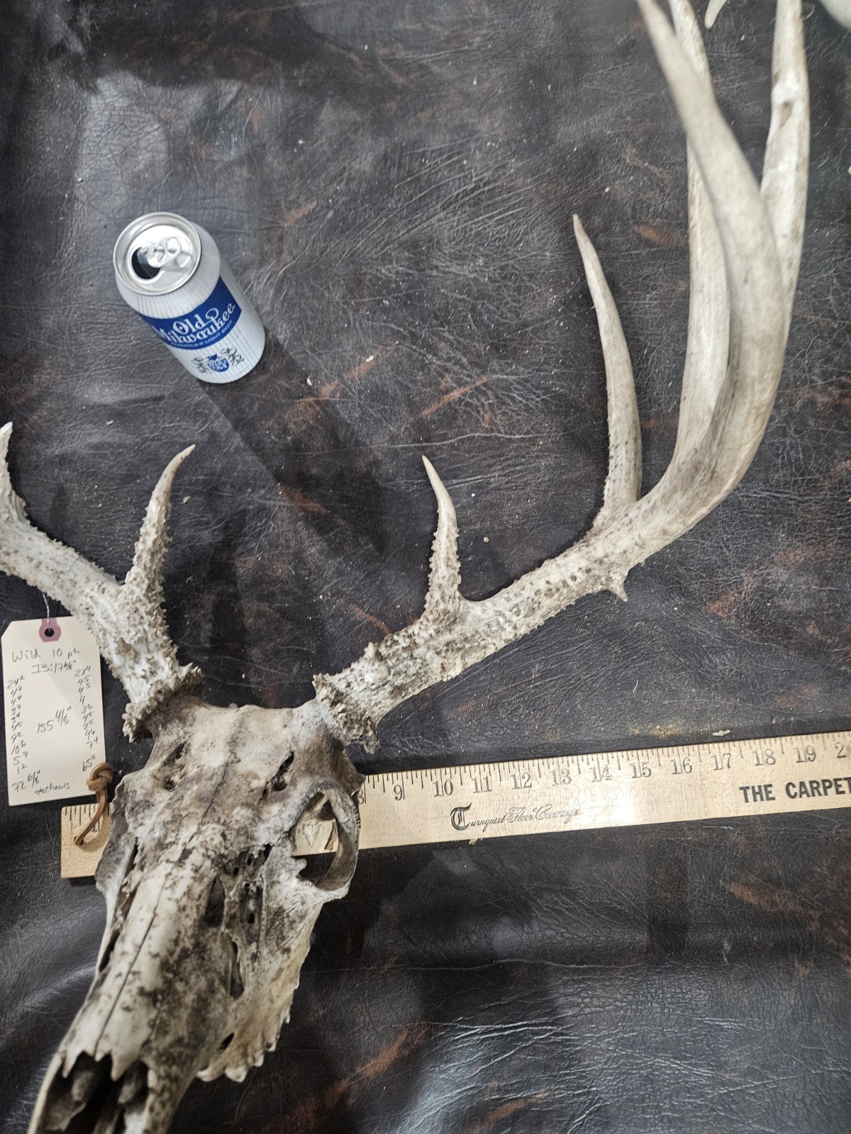 Wild 10 Point Whitetail Deer Antler Rack Horn European Skull Mount Man Cave 155"